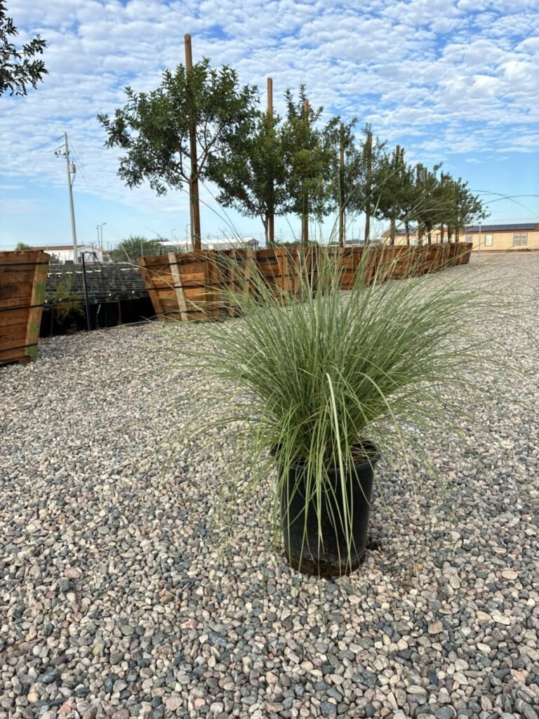 5G Pine Muhly Sale