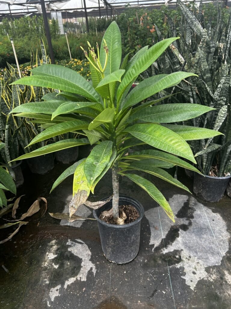 5G Plumeria