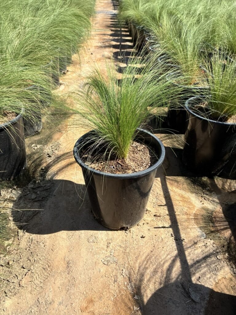 5G Stipa