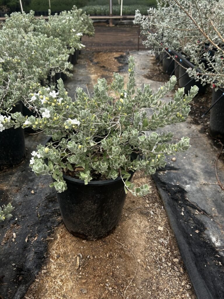 5G White Cloud Sage