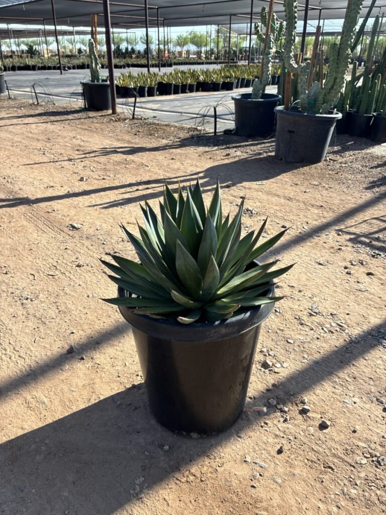 15G Blue Glow Agave