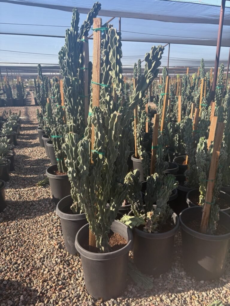 15G Cereus Monstrouse