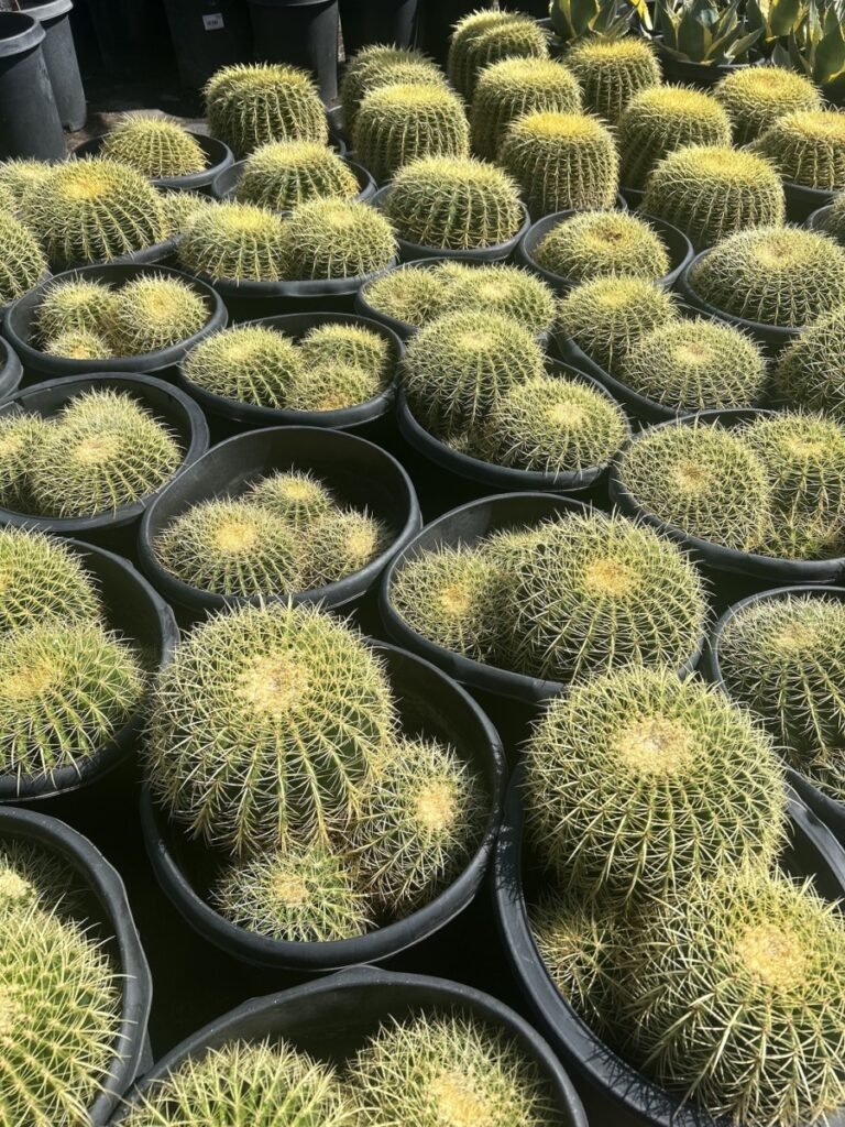 15G Golden Barrel Cluster