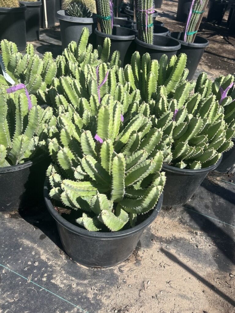 15G Moroccan Mound Prm