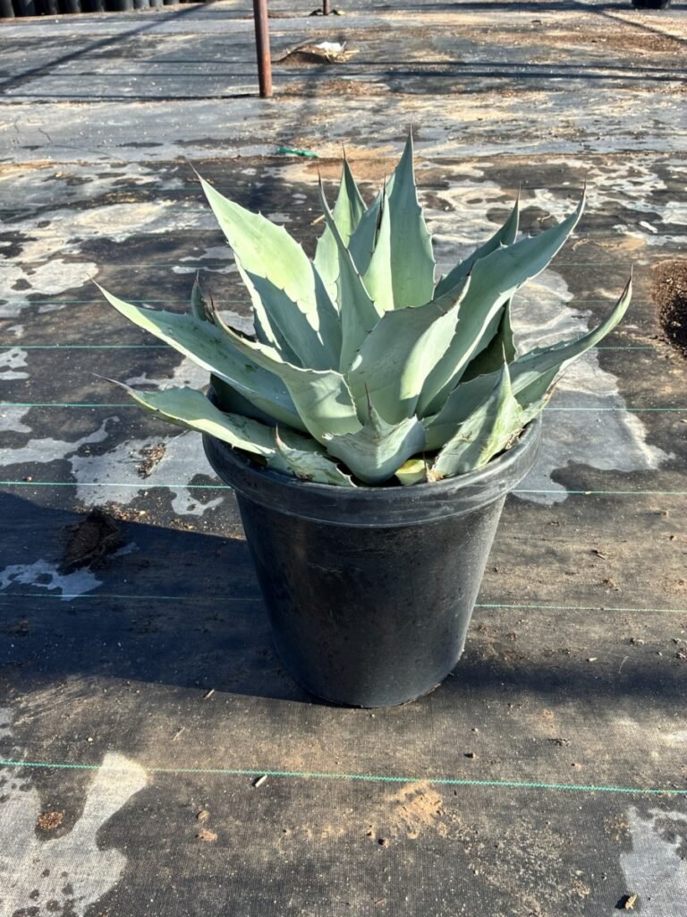 15G Whales Tongue Agave
