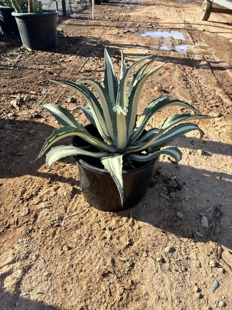 15G White Stripe Agave