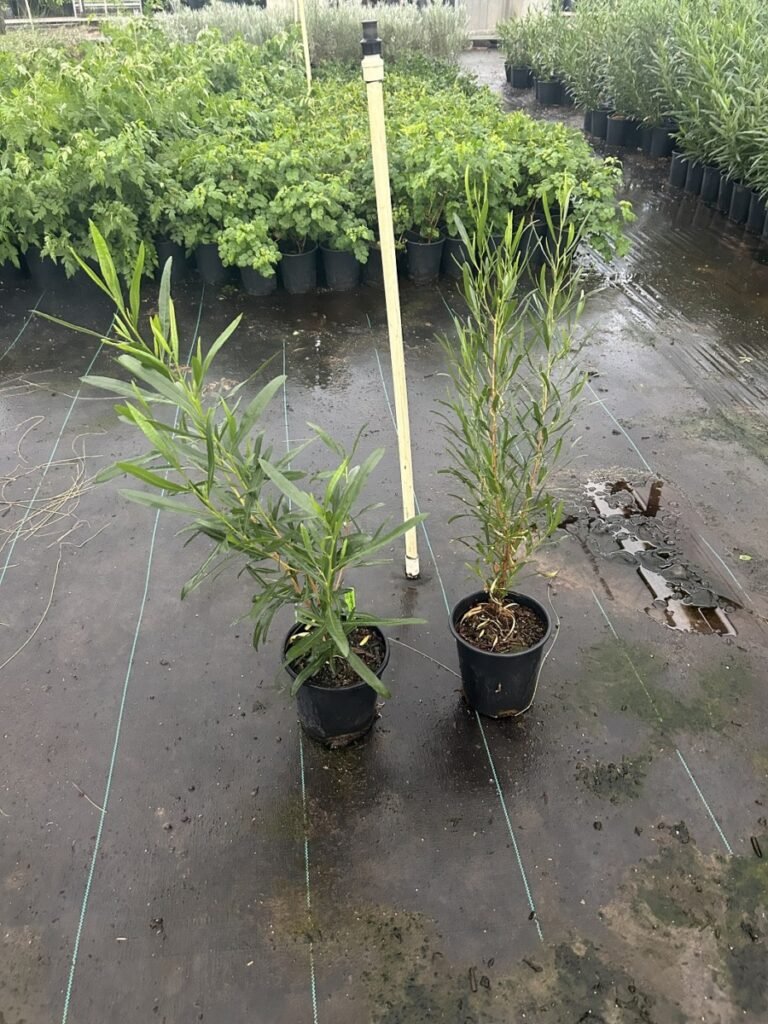 1G Green Hopseed