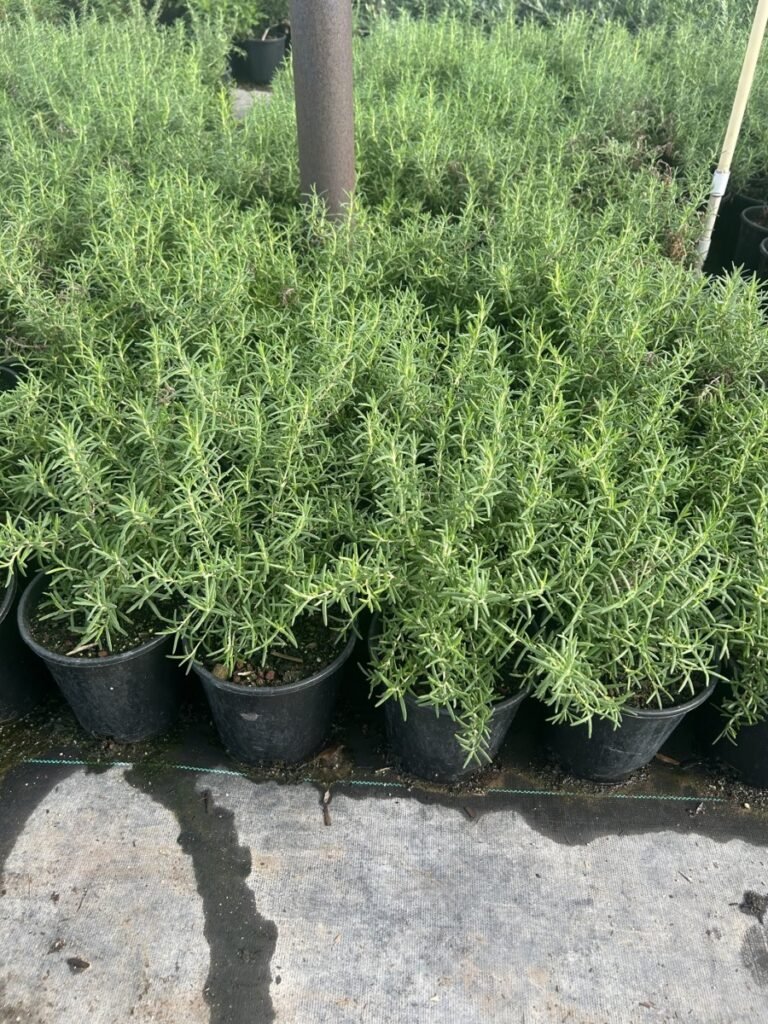 1G Trailing Rosemary