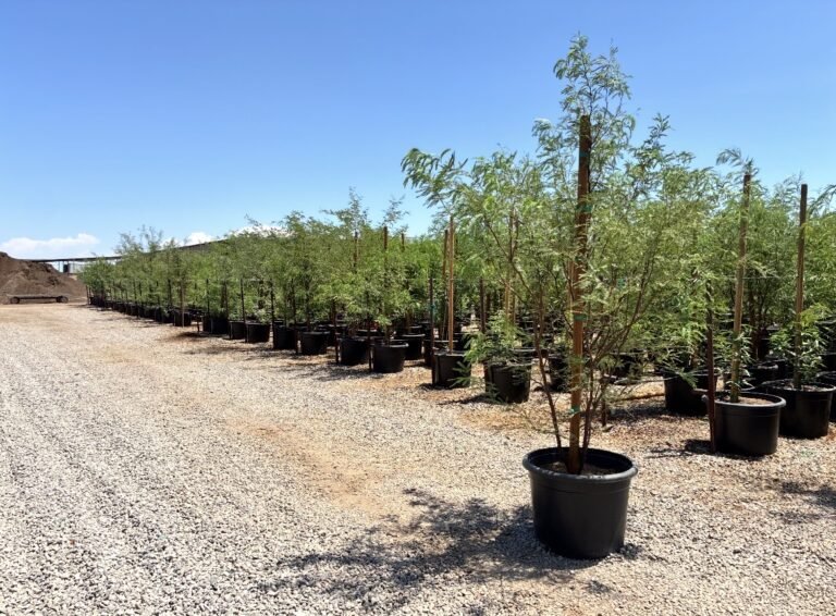 25G Chilean Mesquite