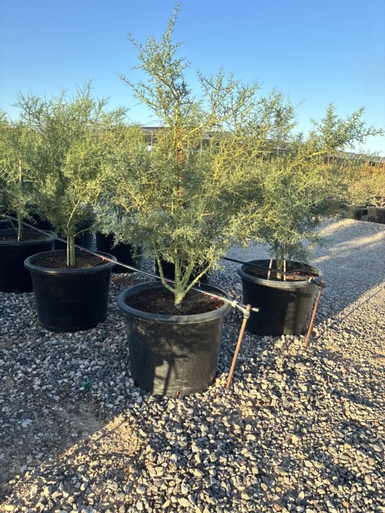 25G Foothills Palo Verde