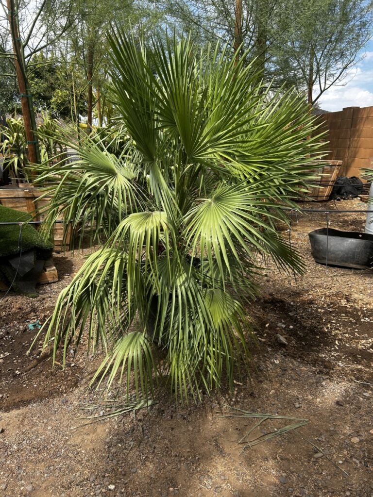 25G Mediteranean Fan Palm