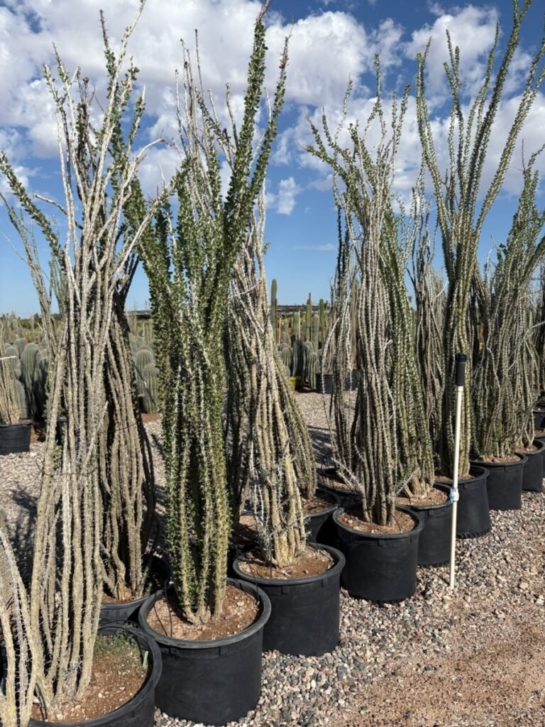 25G Ocotillo Rooted