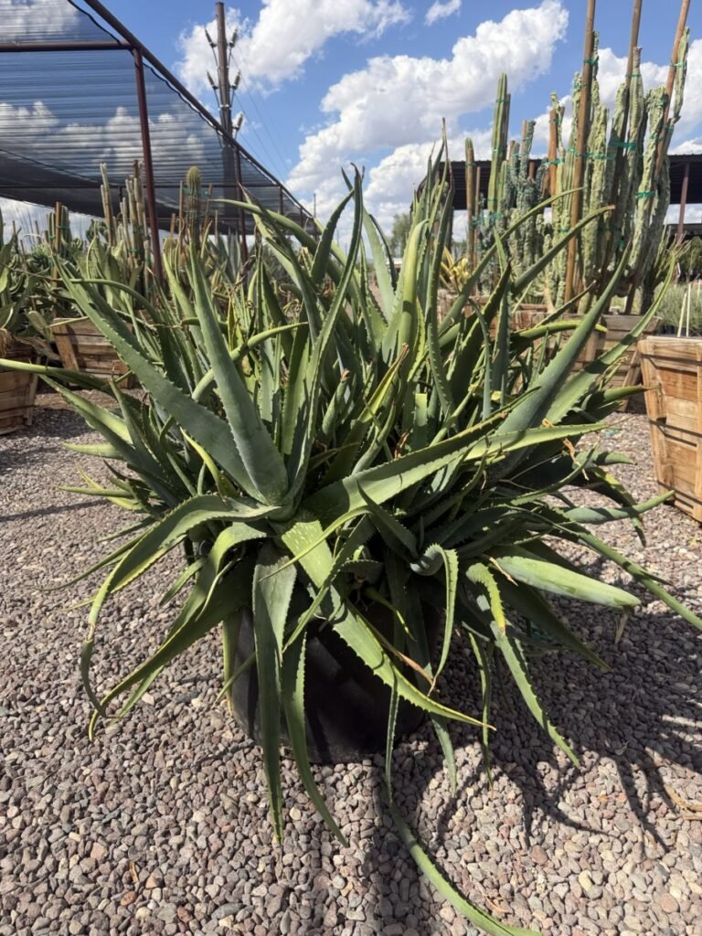 25G Popcorn Aloe