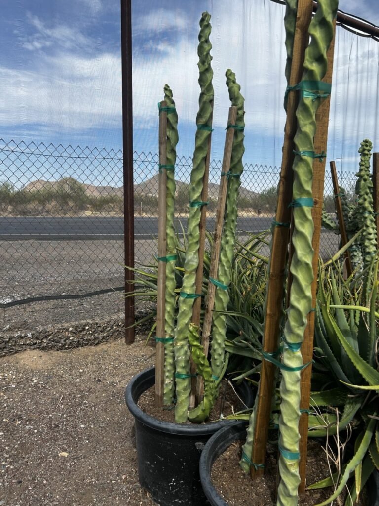 25G Spiral Totem Pole
