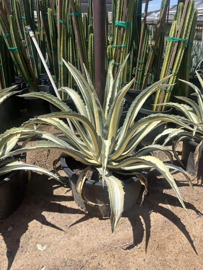 25G White Stripe Agave