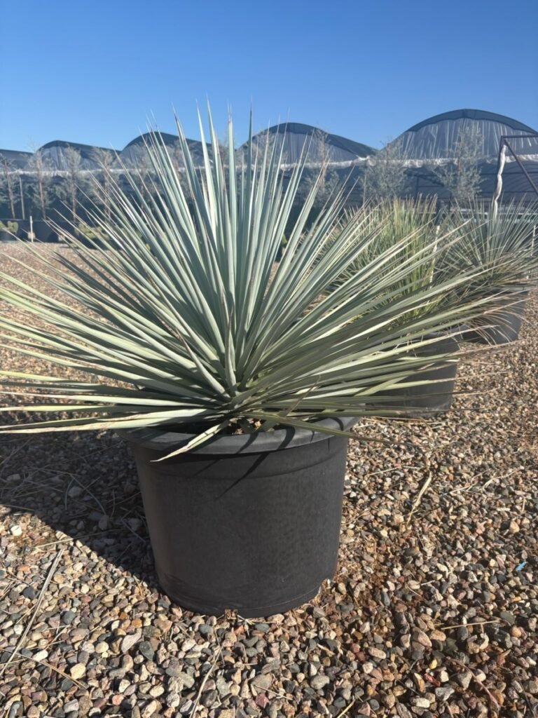 25G Yucca Rigida