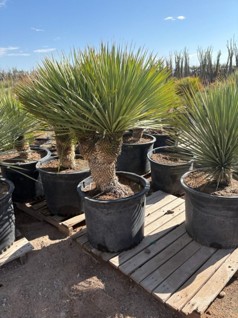 25G Yucca Rostrata Multi Branch Sold By Foot