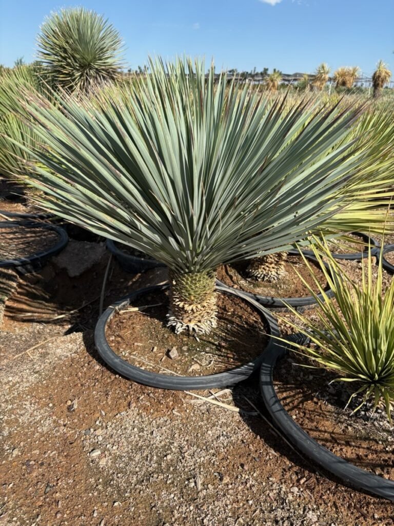 25G Yucca Rostrata Prm