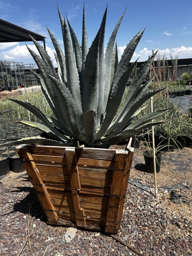 36In Agave Americana