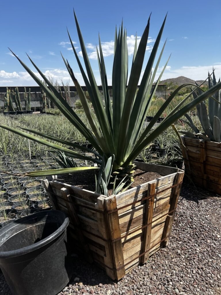 36In Agave Sisilana