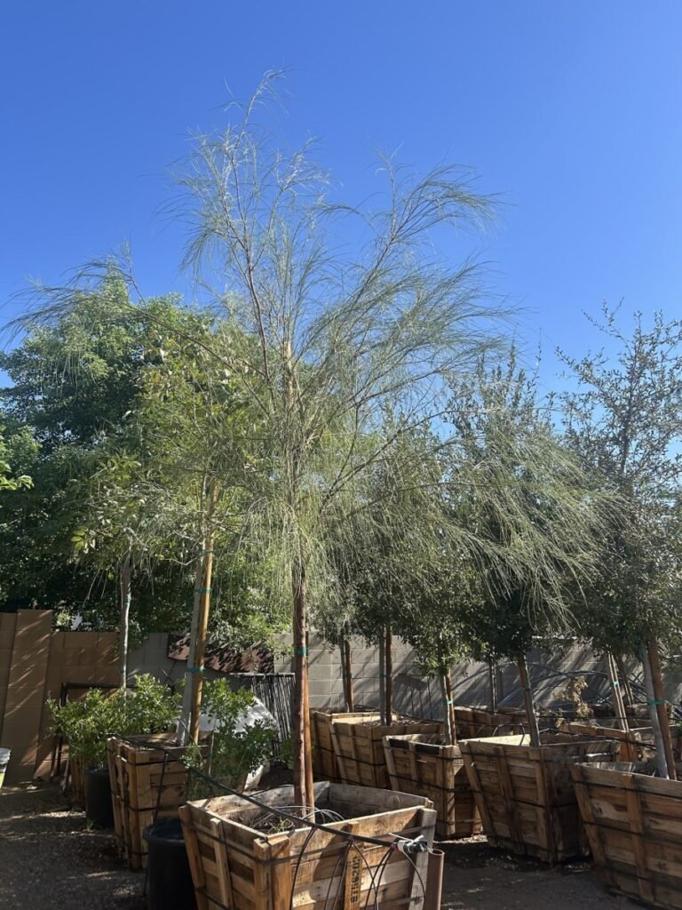 36In Shoestring Acacia