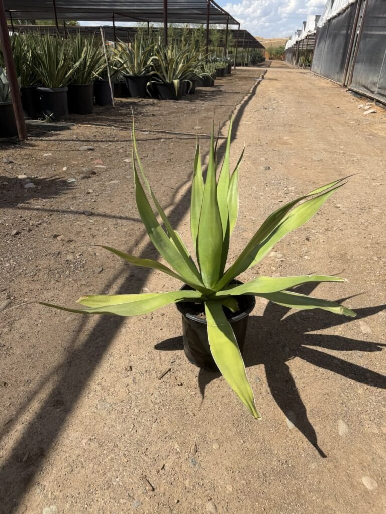 5G Agave Chazaroi