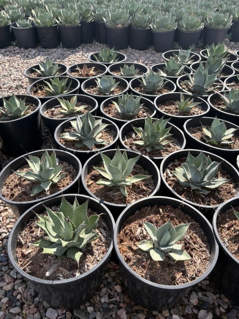 5G Agave Parryi
