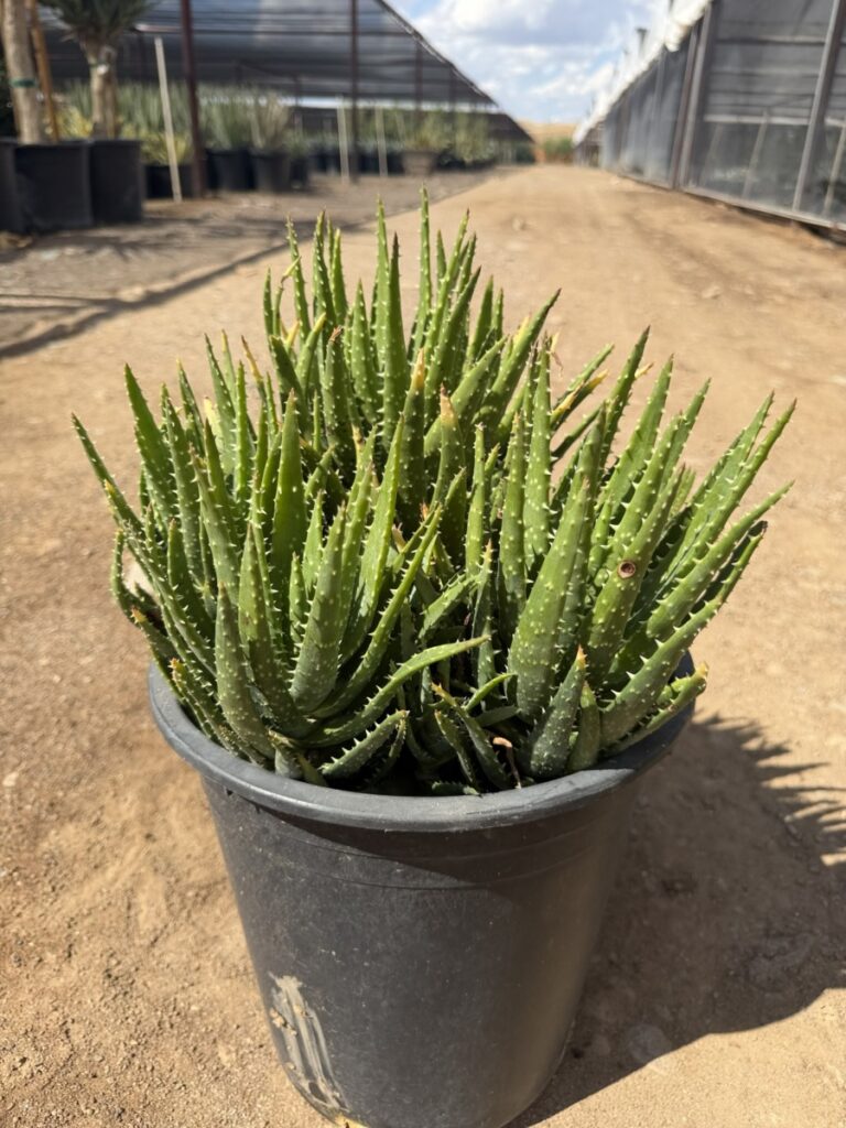 5G Aloe Crosbys Prolific