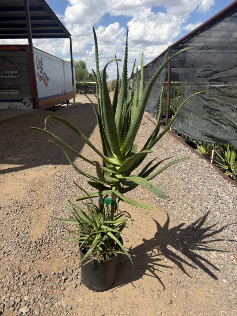 5G Aloe Rupestris
