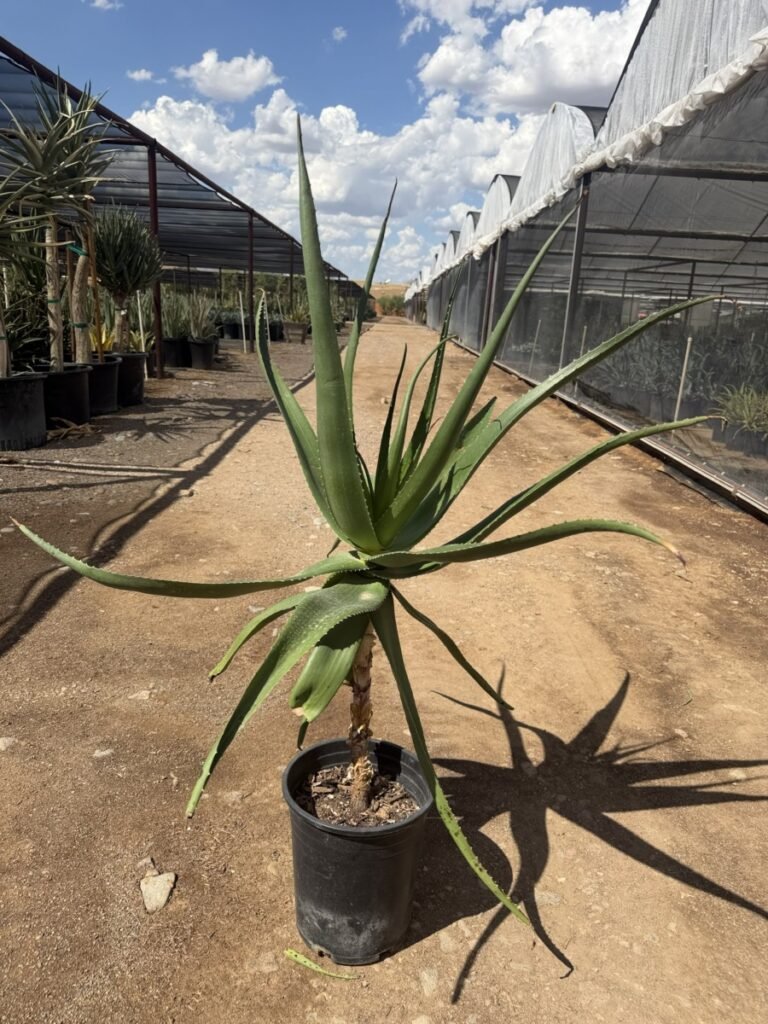 5G Aloe Vaombe