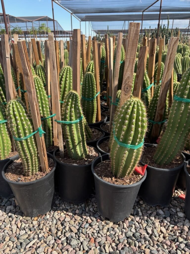 5G Argentine Giant