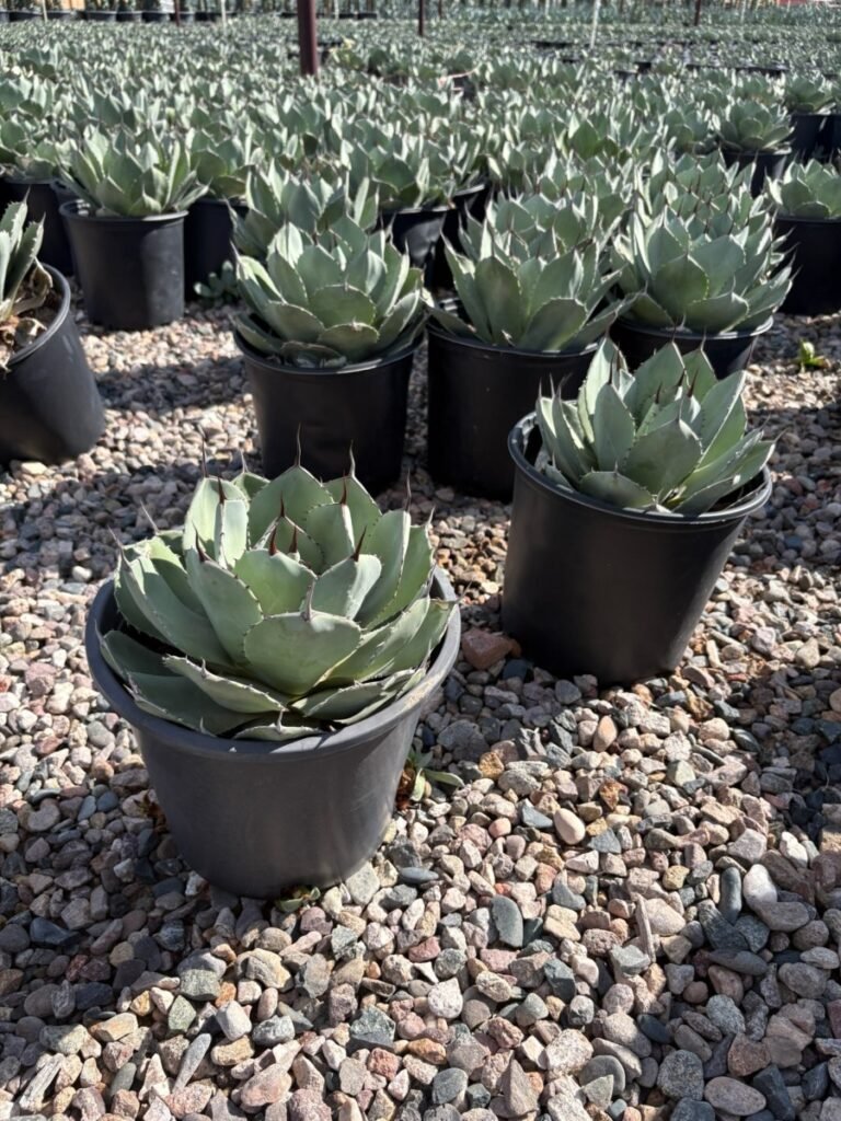 5G Artichoke Agave