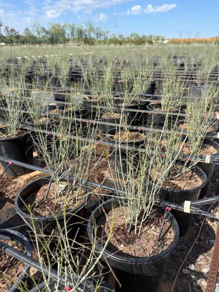 5G Asclepias Subulata