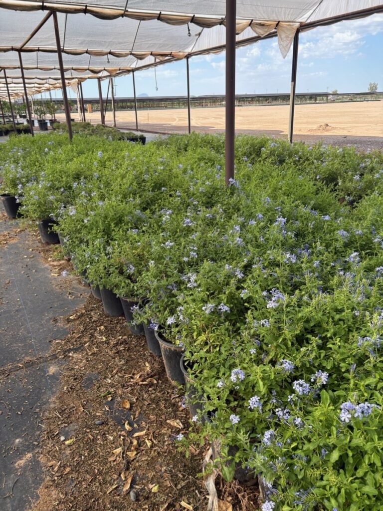 5G Blue Cape Plumbago
