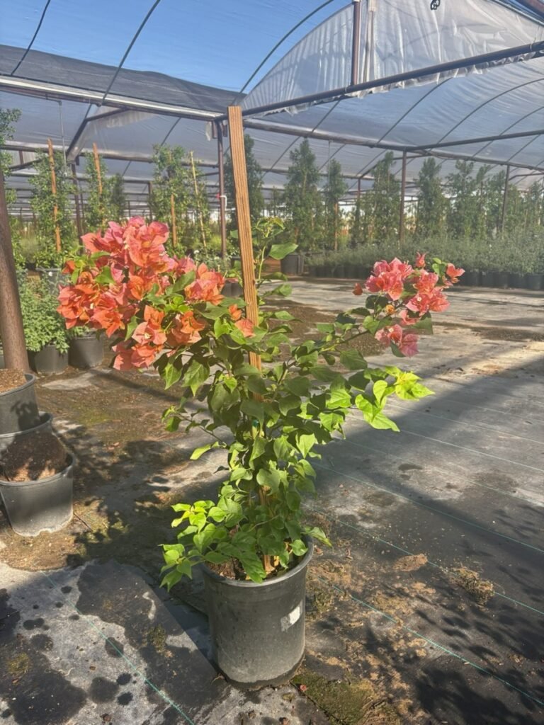 5G Bougainvillea Rosenka