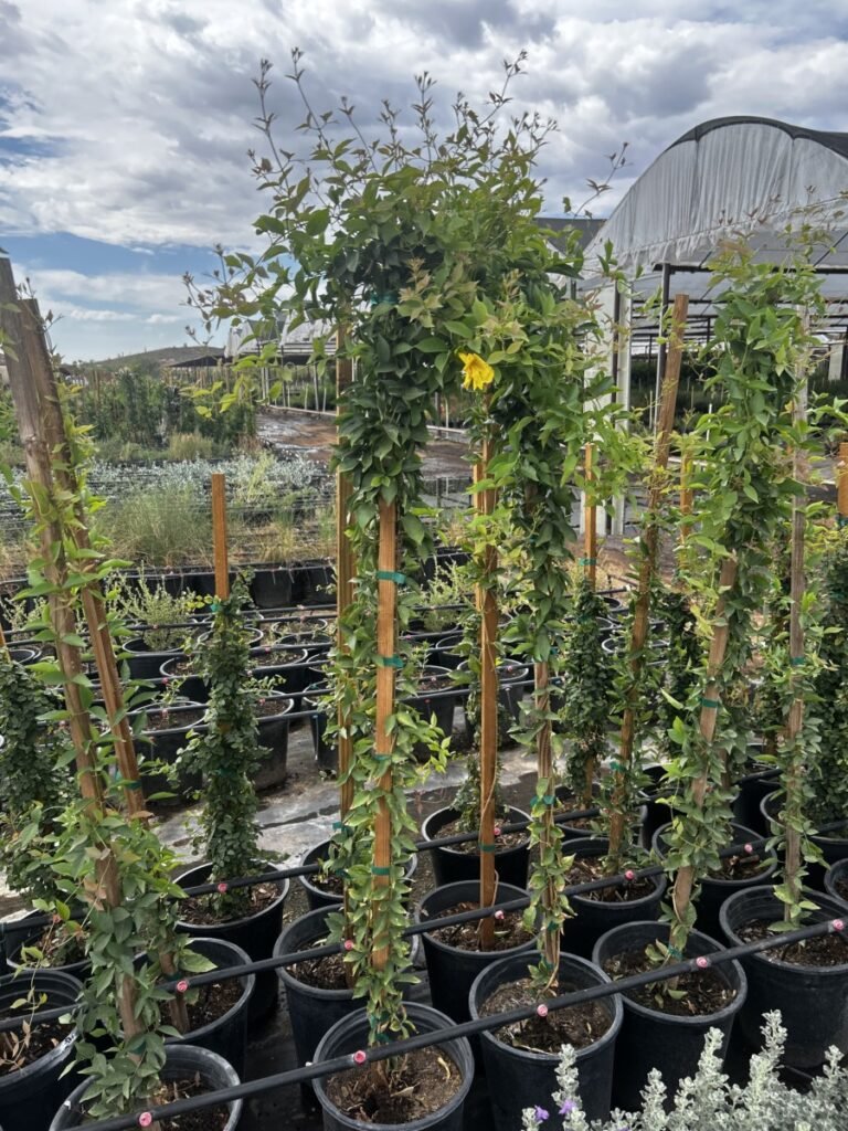 5G Cats Claw Vine