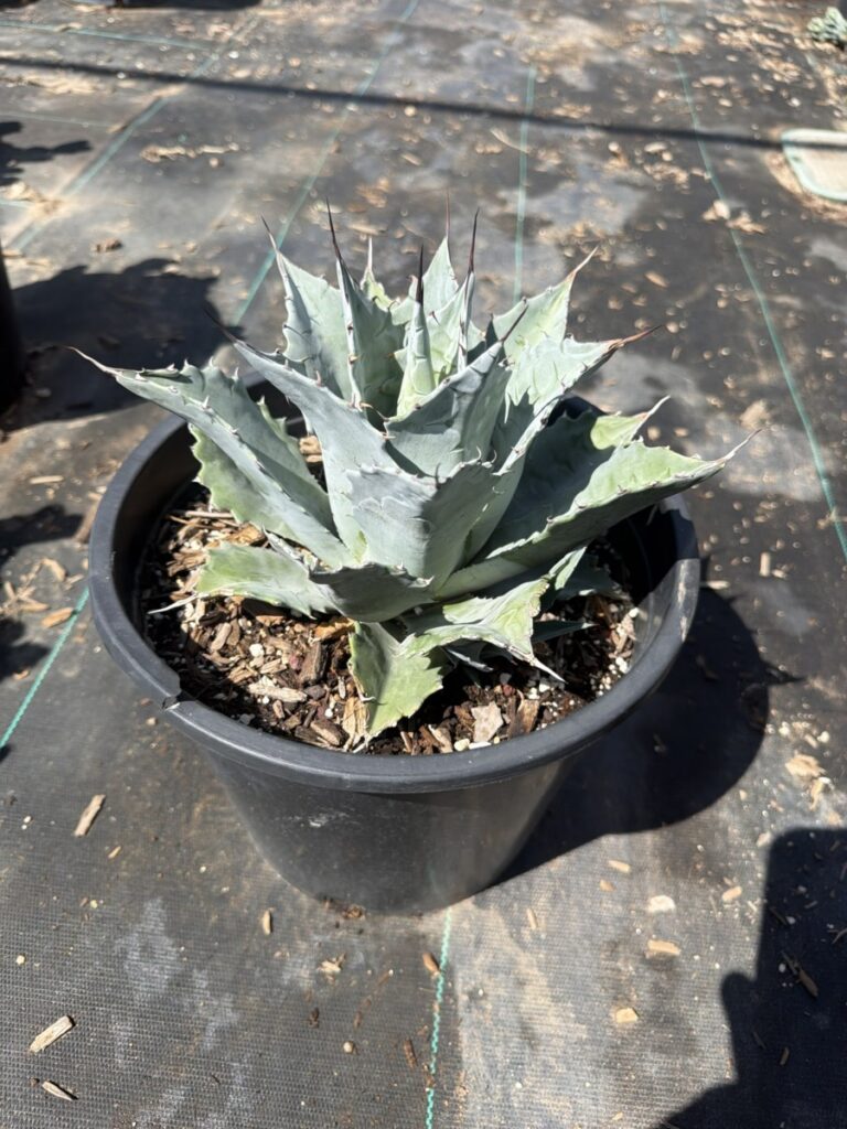 5G Desert Rose Agave