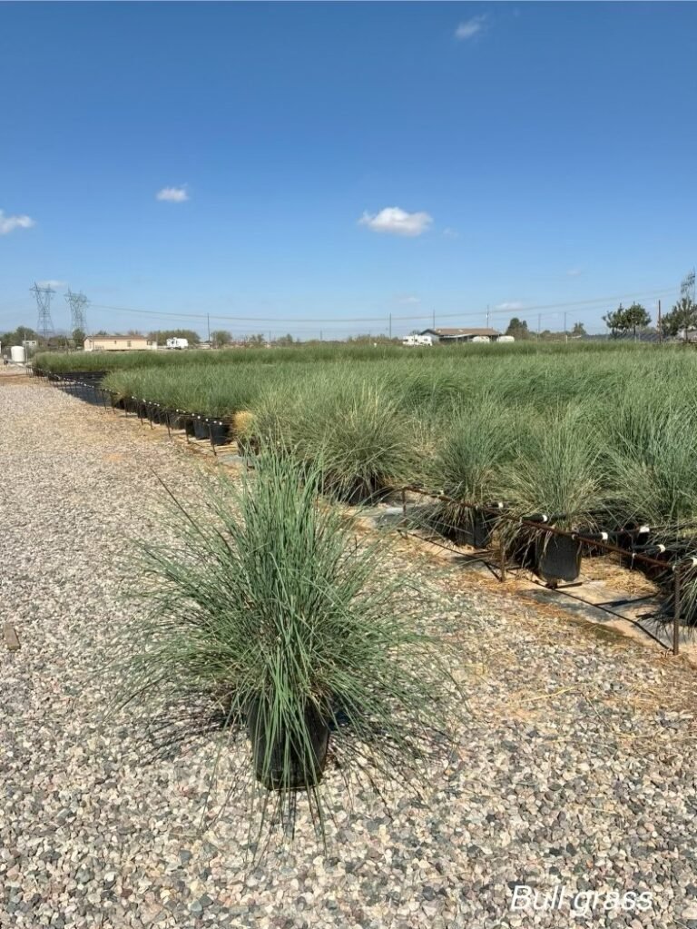 5G El Toro Hybrid Grass