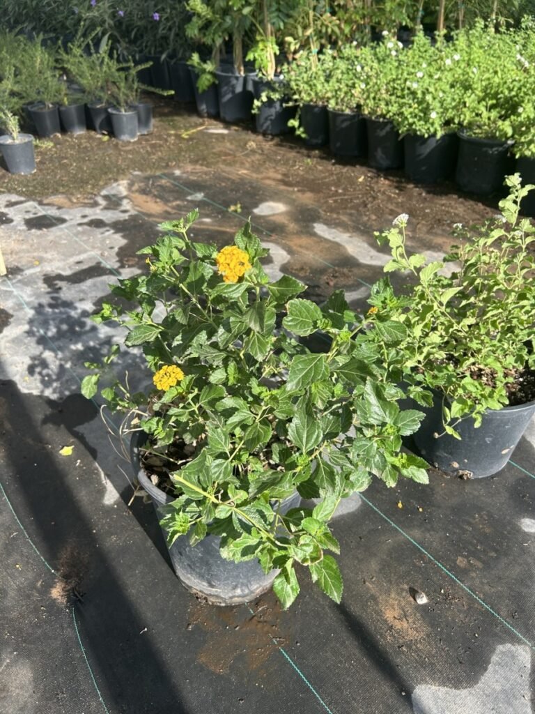 5G Gold Lantana