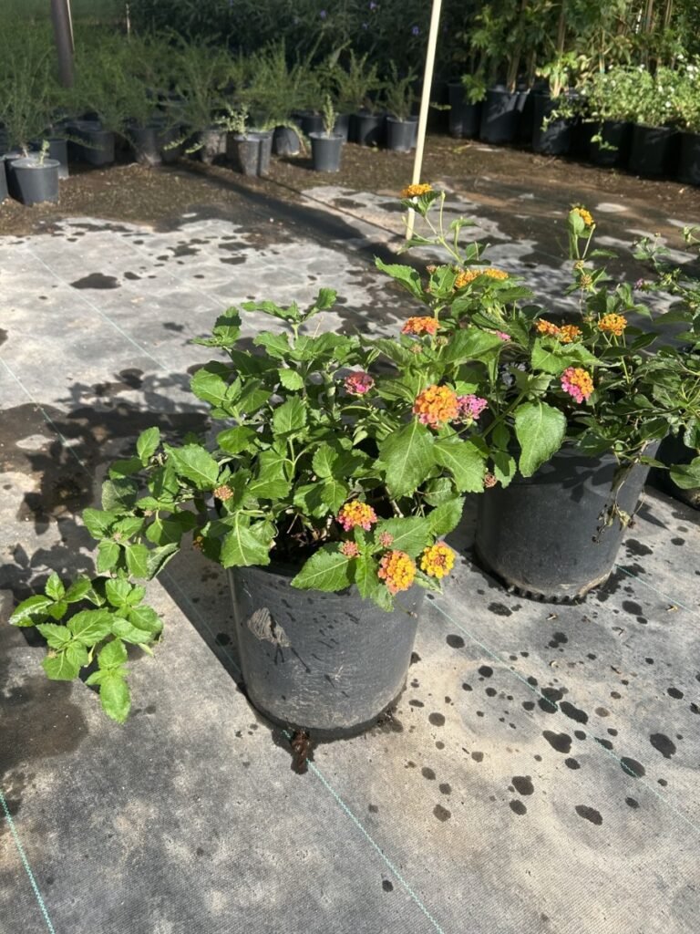 5G Irene Lantana
