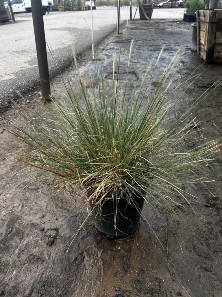 5G Pine Muhly