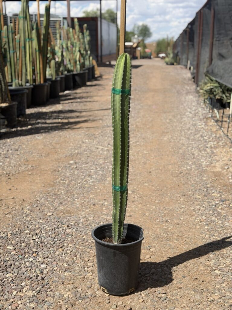 5G Polaskia Chichipe