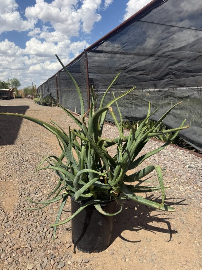 5G Popcorn Aloe