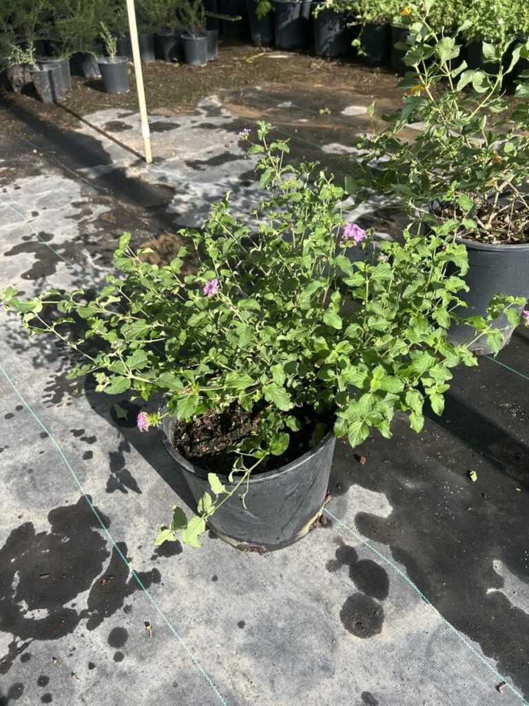 5G Purple Lantana