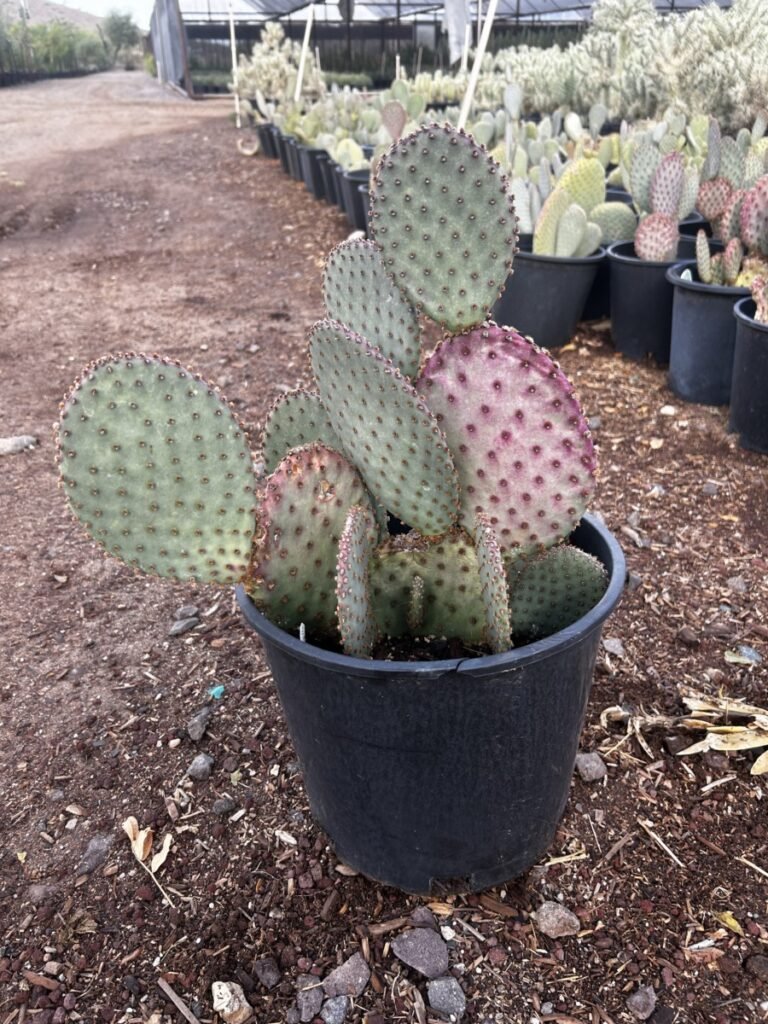 5G Purple Prickly Pear