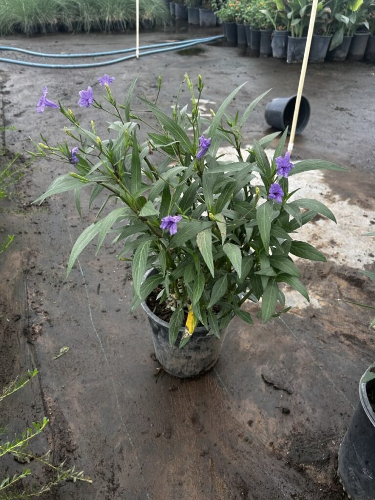 5G Purple Ruellia