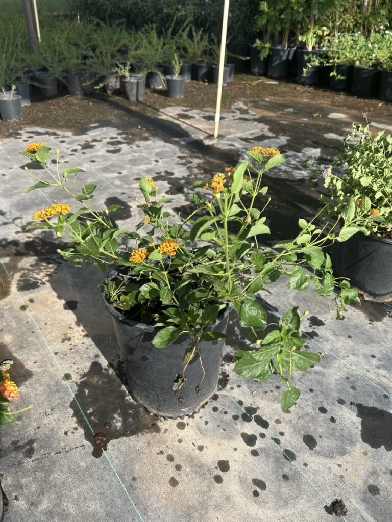 5G Radiation Lantana