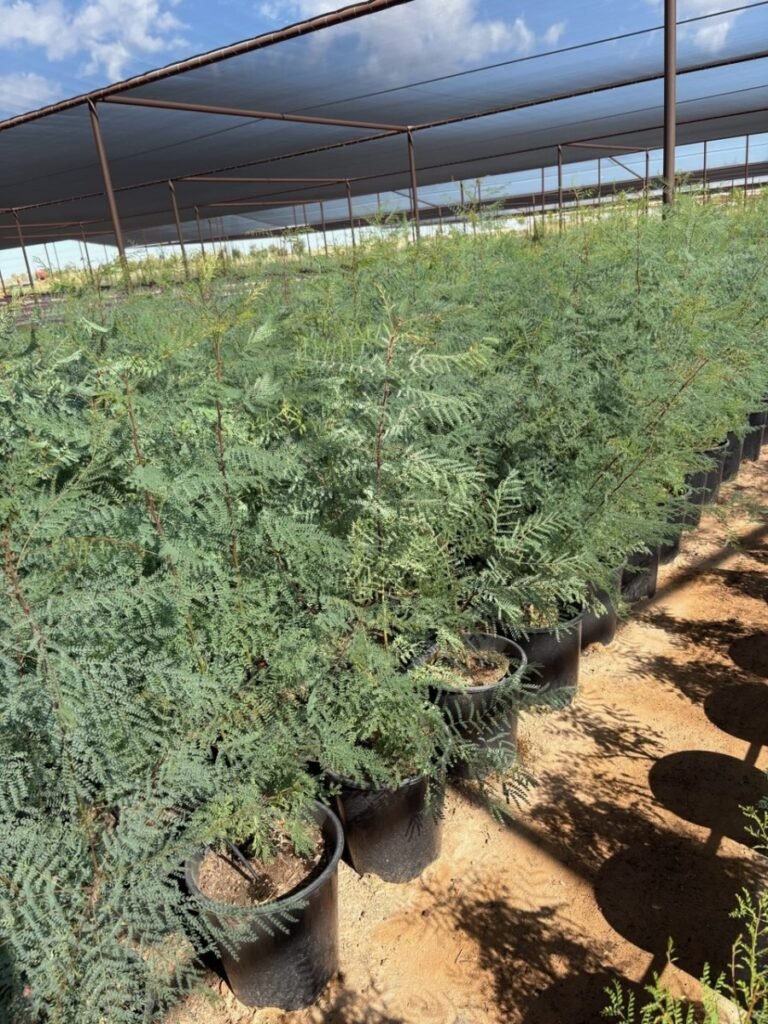 5G Red Bird Of Paradise