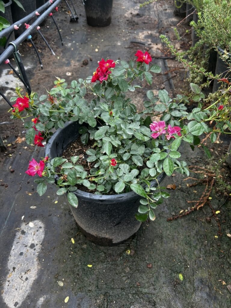 5G Red Carpet Rose