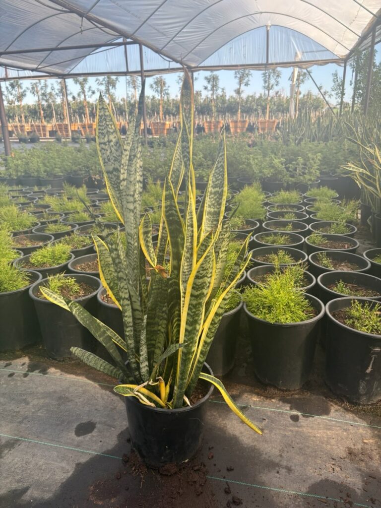 5G Sanseveira Variagated